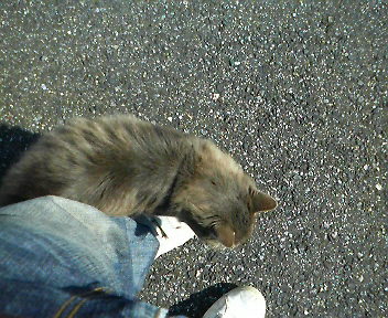 駐車場の猫