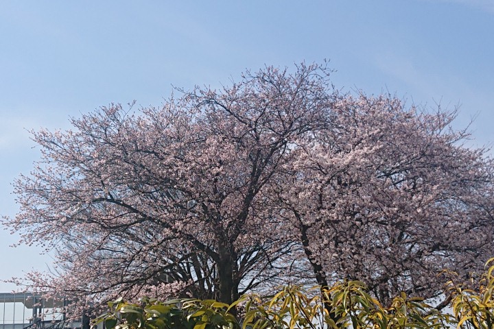 桜の花が咲く木の画像